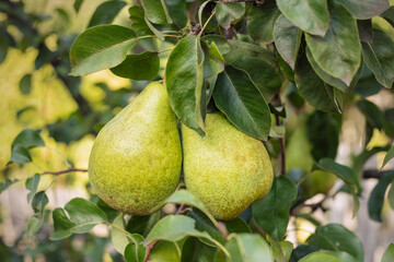 Bunch of ripe pears on tree branch, Pears on a background of green foliage