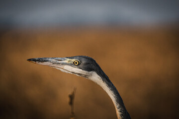 Great Blue Heron in the Serengeti – A Graceful Avian Presence