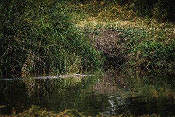 Crocodile Crossing a River in the Serengeti – A Moment of Aquatic Adventure