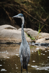 Great Blue Heron in the Serengeti – A Graceful Avian Presence
