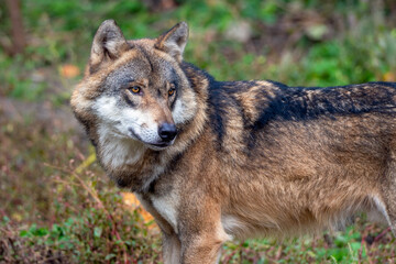 Wolf im Angriffmodus