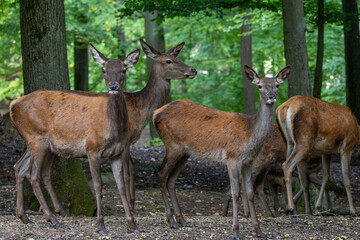 Rotwild im Wald (Brunft)