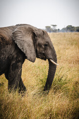 Solo Elephant in the Serengeti – A Symbol of Strength and Solitude