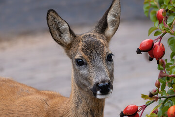 Reh mit Hagebutten