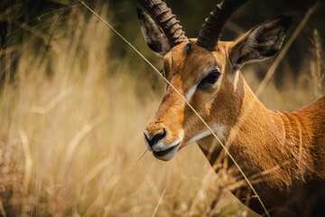 Graceful Impala in the Serengeti – A Symbol of Elegance in the Wild