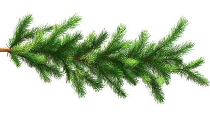 Detailed Close-Up of Coniferous Tree Branch with Needle-Like Leaves Radiating from Central Stem, Perfect for Botanical Studies or Holiday-Themed Designs