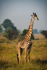 Elegant Giraffe Against the Serengeti Sky – A Majestic Presence in the Wild