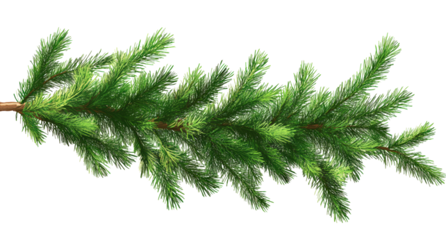 Detailed Close-Up of Coniferous Tree Branch with Needle-Like Leaves Radiating from Central Stem, Perfect for Botanical Studies or Holiday-Themed Designs