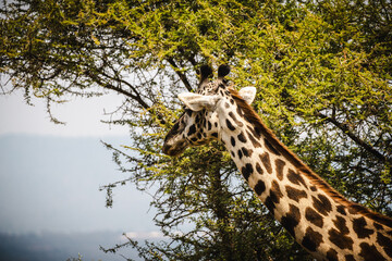 Elegant Giraffe Against the Serengeti Sky – A Majestic Presence in the Wild
