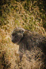 Solitary Baboon in the Serengeti – A Portrait of Independence