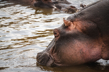 Close-Up of a Hippo in the Serengeti &ndash; A Study of Nature's Gentle Giant