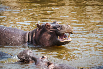 Close-Up of a Hippo in the Serengeti – A Study of Nature's Gentle Giant