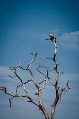 Rüppell's Vulture Perched on the Highest Branch in the Serengeti – A Watchful Sentinel