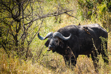 African Buffalo Adorned with Oxpeckers in the Serengeti – A Symbiotic Relationship