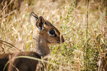 Dik-Dik in the Serengeti – A Tiny Marvel of the African Savannah