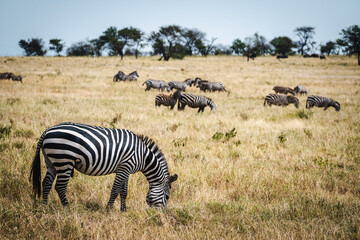 Fototapeta premium Zebra Behavior in the Savannas – Social Interactions and Grazing Dynamics