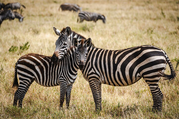 Obraz premium Zebra Behavior in the Savannas – Social Interactions and Grazing Dynamics