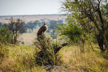 Hooded Vulture Standing on a Tree Stump in the Serengeti – A Sentinel of the Savanna