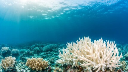 Fototapeta premium Bright Coral Reef Underwater Scene With Sunlight