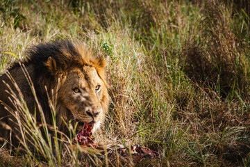 Lion Feasting on a Zebra's Leg in the Serengeti – Nature's Raw Power