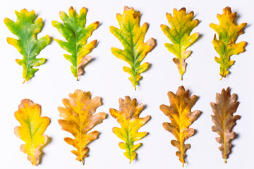 Colorful autumn leaves on a white background. Suitable for presentations. Natural background.