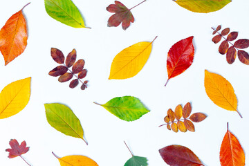 Obraz premium Colorful autumn leaves on a white background. Suitable for presentations. Natural background.