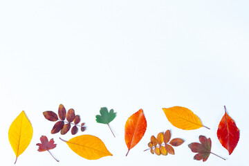 Colorful autumn leaves on a white background. Suitable for presentations. Natural background.