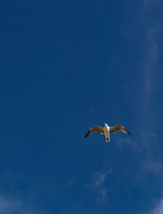 Seagull Soaring in the Blue Sky