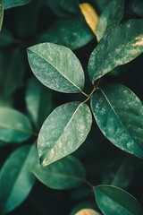 Fototapeta premium Close up Macro Photography of Lush Green Leaves with Water Droplets