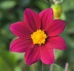 Fototapeta premium Beautiful close-up of purple dahlia