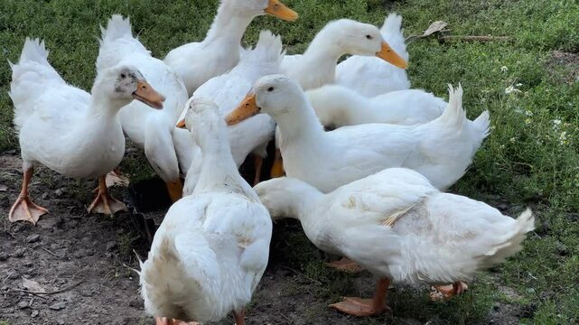 Juvenile domestic ducks eat compound feed on a farm yard