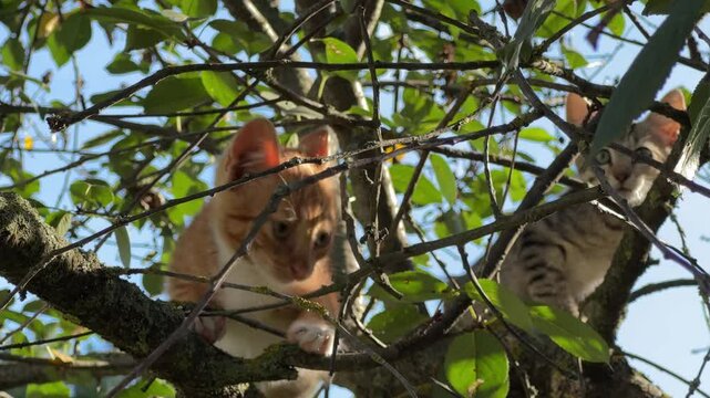 Ginger and gray kittens are sitting and walk on tree