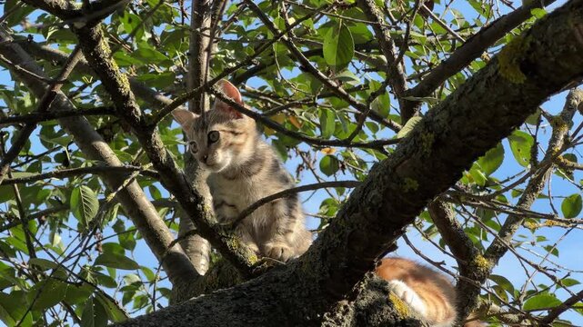 Ginger and gray kittens are sitting on the tree branches