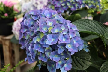 Fototapeta premium Hydrangea Flower