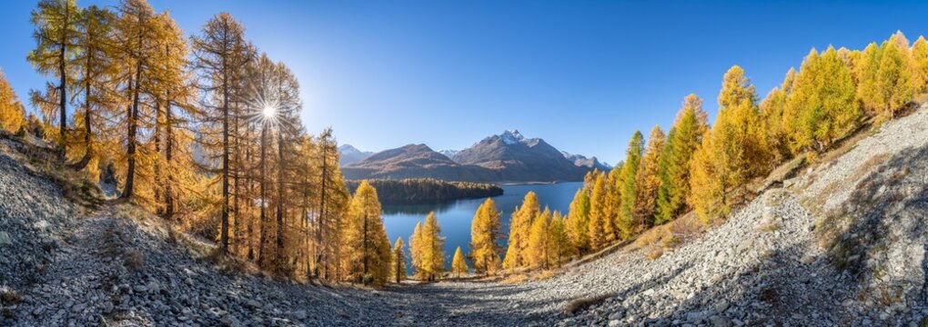 Larch trees along the Silsersee Lake in autumn season, Upper Engadine valley, Switzerland