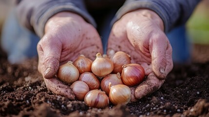 Close-up of a farmer's hands holding a handful of onion bulbs, ready to be planted in the soil.