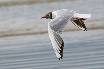 Black-headed Gull (Chroicocephalus ridibundus) in Brittany, France