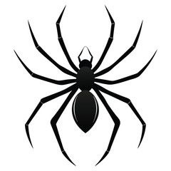 spider isolated on white