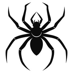 spider isolated on white