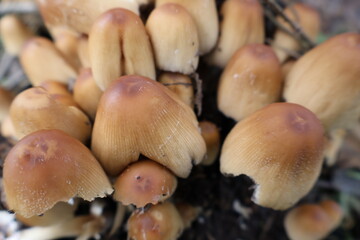 Champignons 