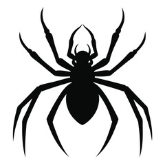 black spider isolated on white
