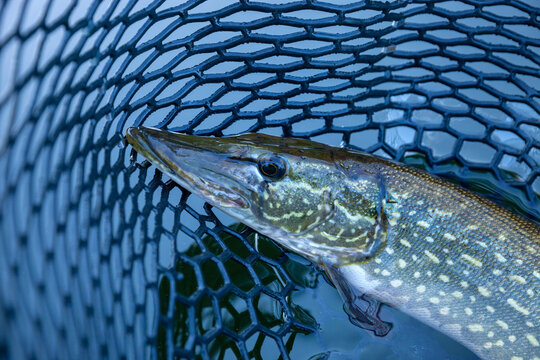 Northern pike in a landing net on a northern Minnesota lake