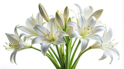 Obraz premium Beautiful asymmetrical Crinum moorei flowers, also known as Natal Lily or White Lily, isolated on white background