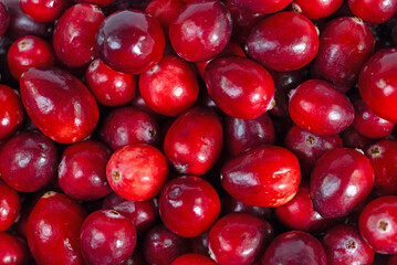 Moosbeeren, Vaccinium macrocarpon, in einer Nahaufnahme