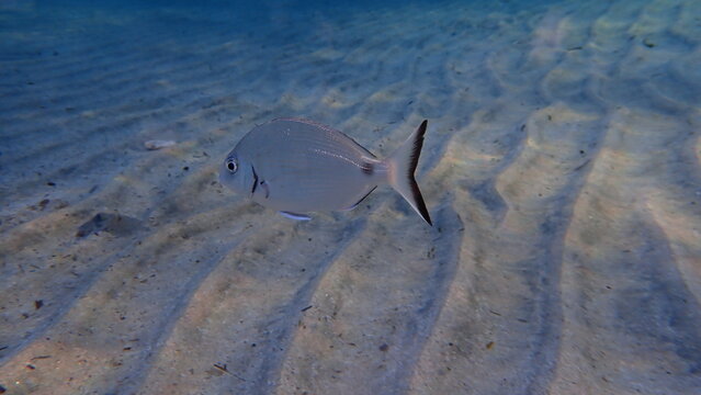 White seabream or sargo (Diplodus sargus) undersea, Aegean Sea, Greece, Syros island, Azolimnos beach