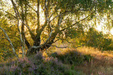 Sunset in Ten haagdoornheide nature reserve with blooming heather and grasses in the foreground. Sun peaking through birch tree Nature reserve in limburg, Belgium