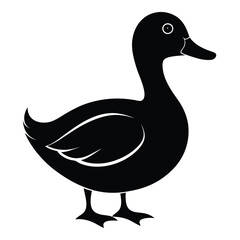 duck isolated on white