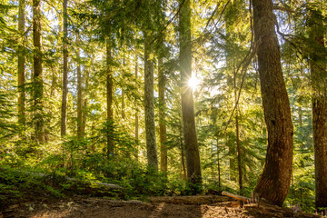 Sunburs Breaks Through Bright Green Canopy In Mount Rainier