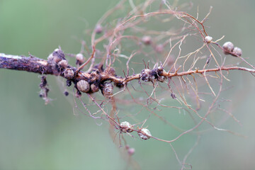Root nodules for nitrogen fixation formed by Rhizobium bacteria on the roots of soybean plant.
