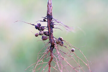 Nodules containing nitrogen fixing bacteria on root of soybean.